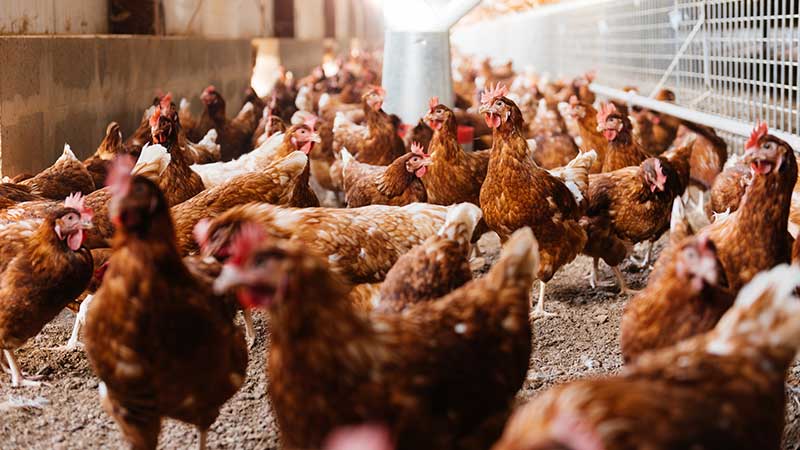Galinhas na capoeira